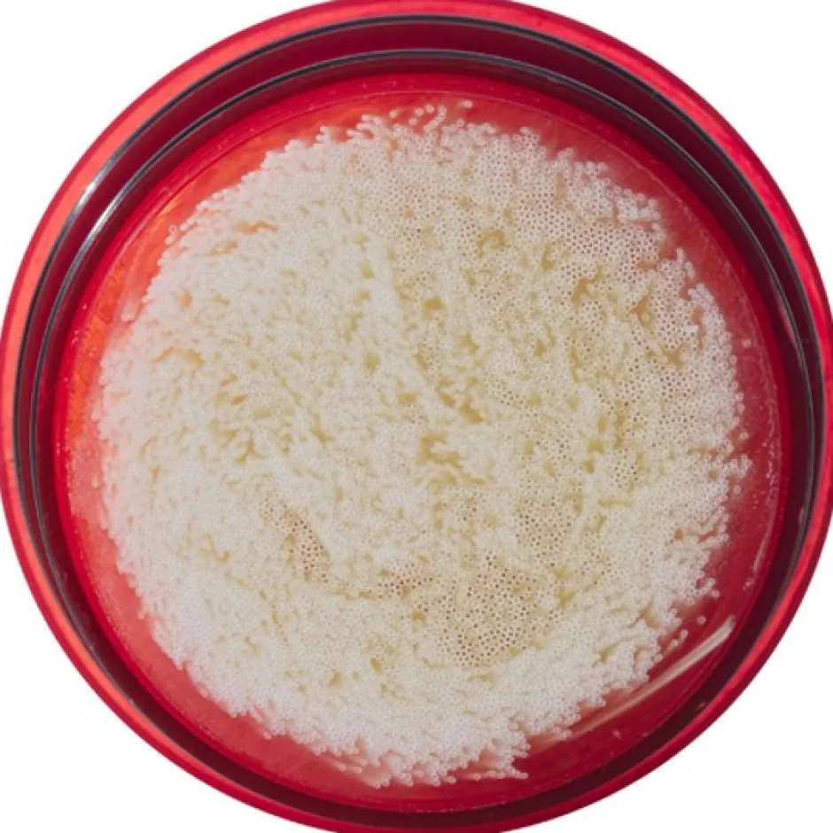 Waterfilters < MSR Waterfilter - Guardian