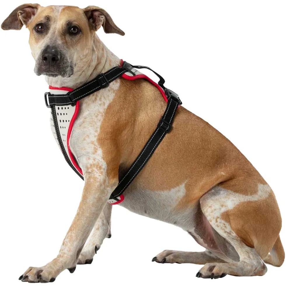 Nathan Sports K9 Dog Harness - Reflective Vapor Blue/Lollipop