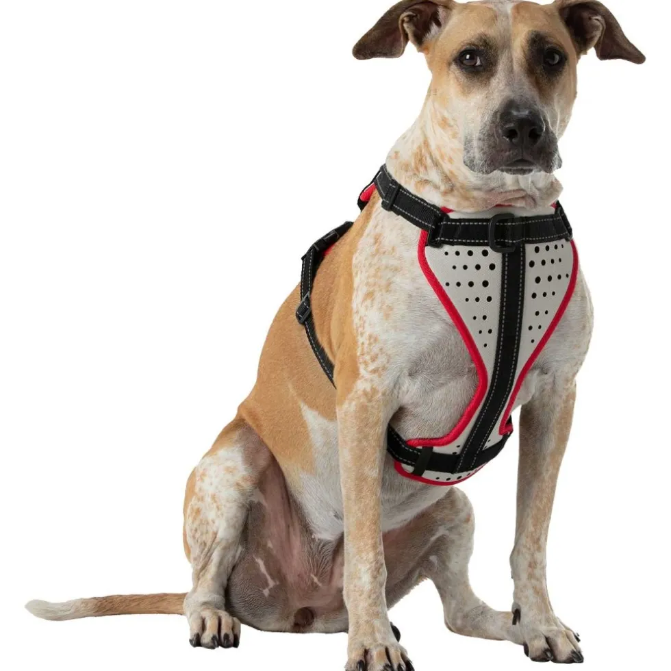 Nathan Sports K9 Dog Harness - Reflective Vapor Blue/Lollipop